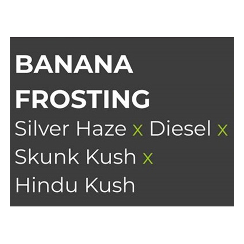 Sensi Seed, Banana Frosting, 3 Seeds, Feminized-SEED313-Sensi Seeds_2.jpg