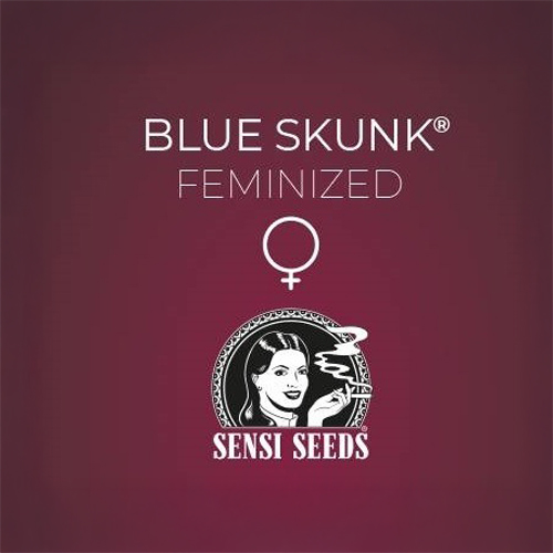 Sensi Seed, Blue Skunk ®, 3 seeds, feminized-SEED333-Sensi Seeds_3.jpg