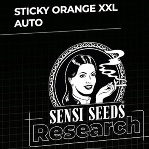 Sensi Seed, Sticky Orange XXL, 3 Seeds, Fem.autom.-SEED45AU-Sensi Seeds_3.jpg