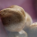 Sensi Seed, Sweet Cherry Kush®, 3 Seeds, Feminized-SEED335-Sensi Seeds_4.jpg