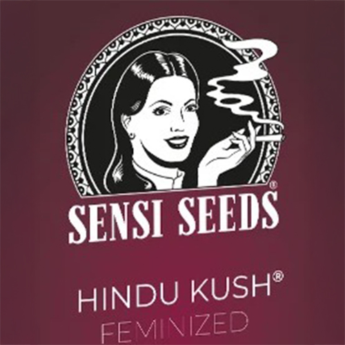 Sensi Seed, Hindu Kush®, 3 Seeds, Feminized-SEED319-Sensi Seeds_2.jpg
