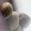 Sensi Seed, Northern Lights®, 3 Seeds, Feminized-SEED311-Sensi Seeds_2.jpg