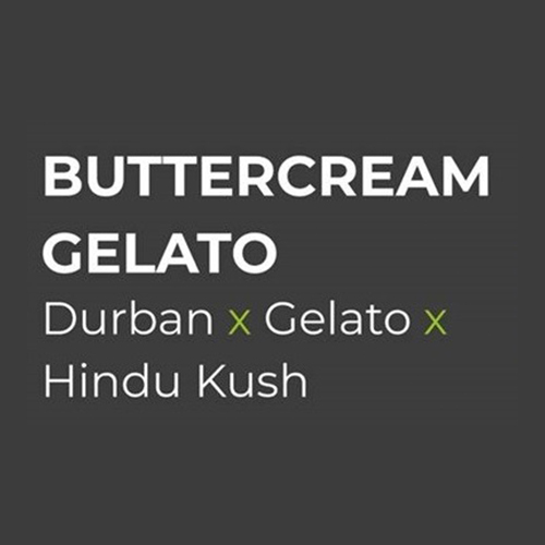 Sensi Seed, Buttercream Gelato, 3 Seeds, Feminized-SEED314-Sensi Seeds_2.jpg