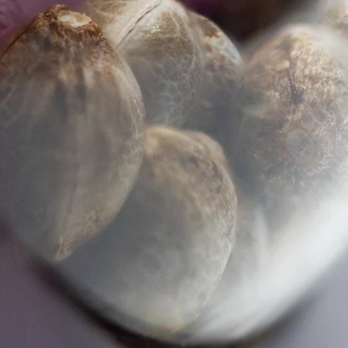 Sensi Seed, Hindu Kush®, 3 Seeds, Feminized-SEED319-Sensi Seeds_3.jpg