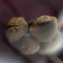 Sensi Seed, Big Bud®, 3 Seeds, Feminized-SEED301-Sensi Seeds_2.jpg