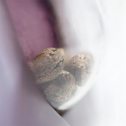 Sensi Seed, Skunk No1®, 3 Seeds, Feminized-SEED305-Sensi Seeds_2.jpg