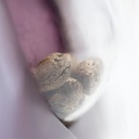 Sensi Seed, Skunk No1®, 3 Seeds, Feminized-SEED305-Sensi Seeds_2.jpg