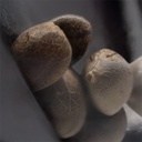 Sensi Seed, Sticky Orange XXL, 3 Seeds, Fem.autom.-SEED45AU-Sensi Seeds_2.jpg