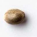 Sensi Seed, Super Skunk Automat, 3 Seeds, Fem.auto-SEED01AU-Sensi Seeds_2.jpg