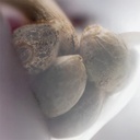 Sensi Seed, California Indica®, 3 Seeds, Feminized-SEED321-Sensi Seeds_3.jpg