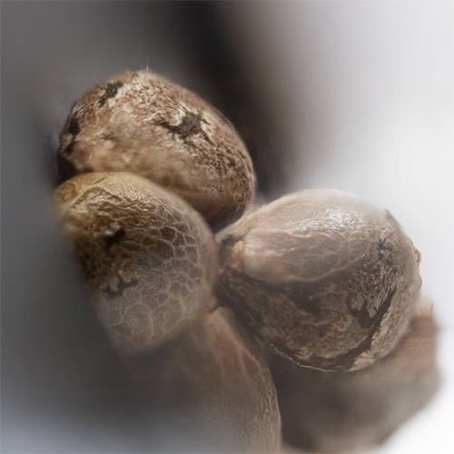 Sensi Seed, Silber Fire®, 3 Seeds, Feminized-SEED326-Sensi Seeds_3.jpg